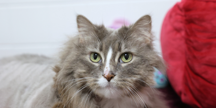 fluffy dilute tortie cat