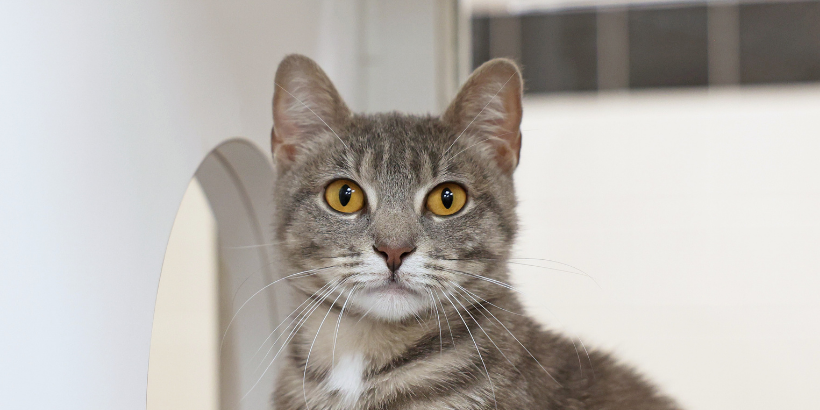 Feline Upper Respiratory Infection article grey tiger cat with orange eyes