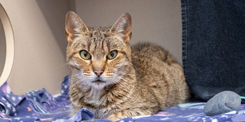 brown tiger cat with intense gaze