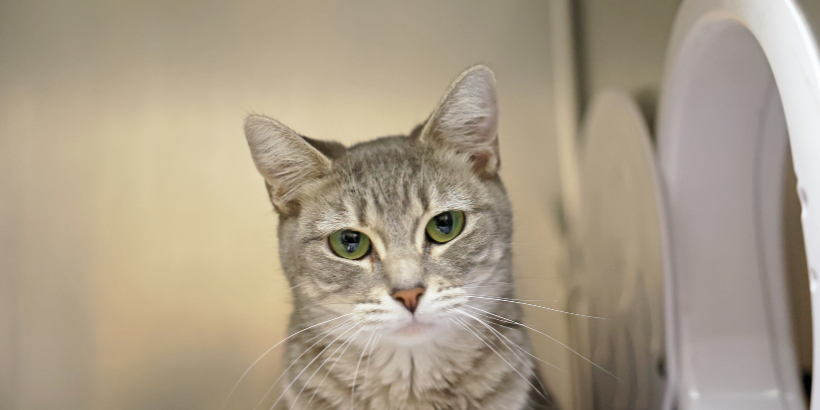 grey tiger cat with soft gaze