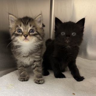 Nena's kittens
