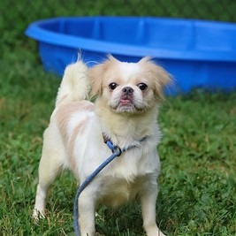 Dog Standing in front of a pool