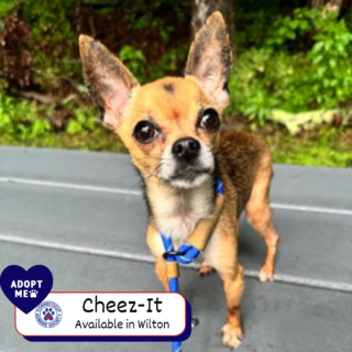Cheez-It - Adopt Me