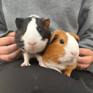 Lulu and S'mores