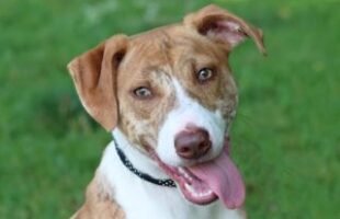 Pepperjack A61145075 Pepperjack A61145075