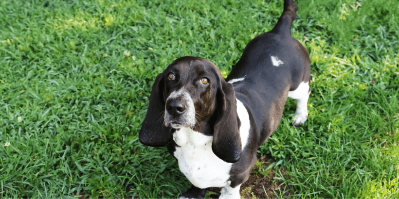 Black and white Bassett hound
