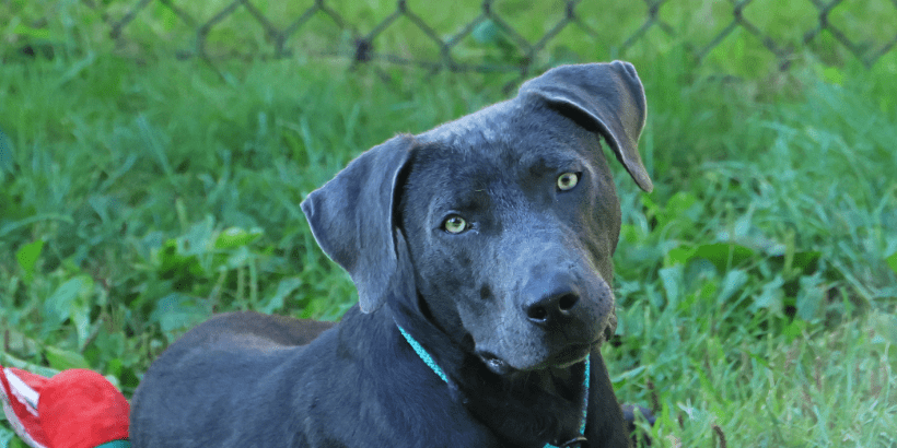 Grey dog with golden eyes