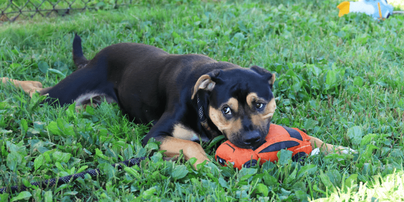 Canine Resource Guarding Header Black and tan dog with car toy