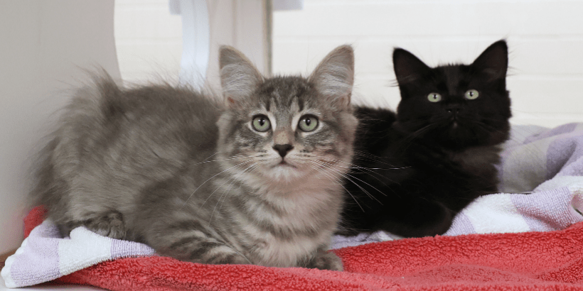 Two kittens looking