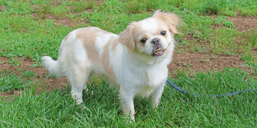 White and tan small dog with pushed in nose