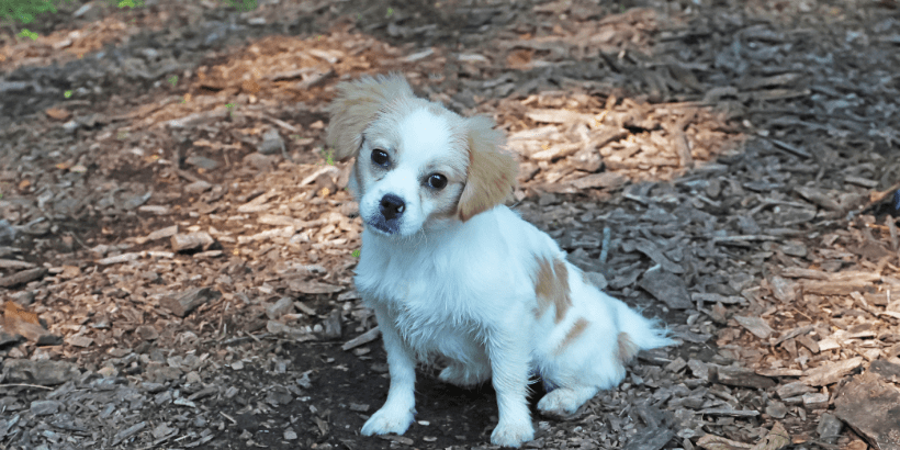 White and tan puppy