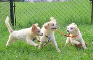 Sia and Puppies - Funny Filler Sia and Puppies - Funny Filler
