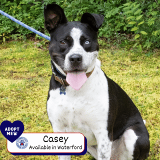 Casey - Adopt Me