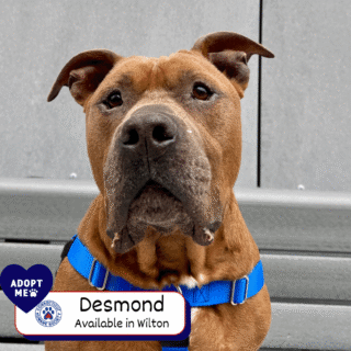 Desmond - Adopt Me
