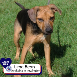 Lima Bean - Adopt Me