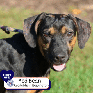 Red Bean - Adopt me