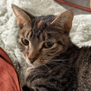 Cosette Story Page Nov enews